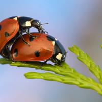 Mating Ladybirds 3 